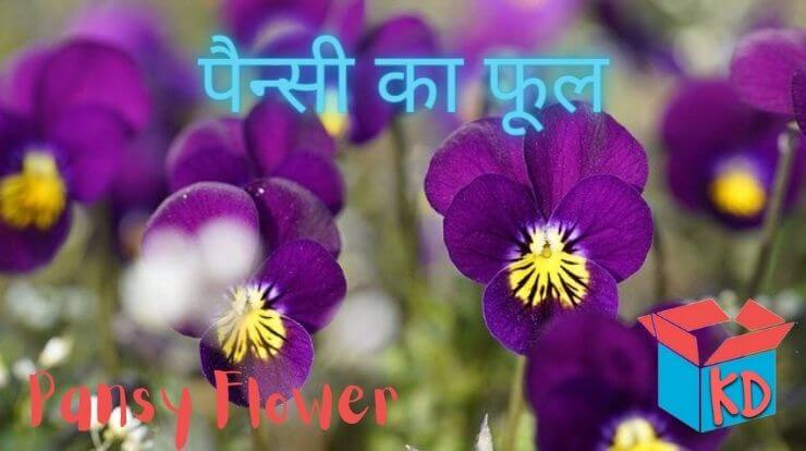 Information About Pansy Flower In Hindi