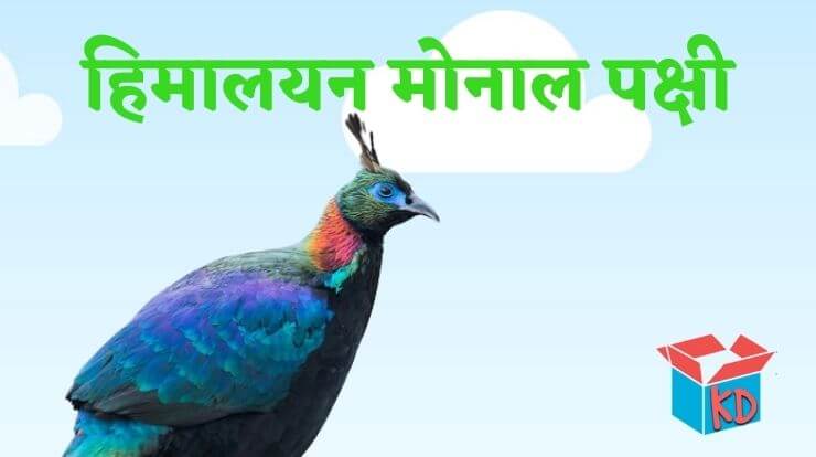 himalayan monal bird information In Hindi