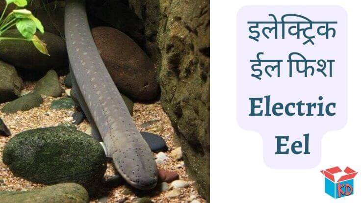 Information & Facts Of Electric Eel Fish In Hindi