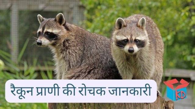 Raccoon Animal Information In Hindi