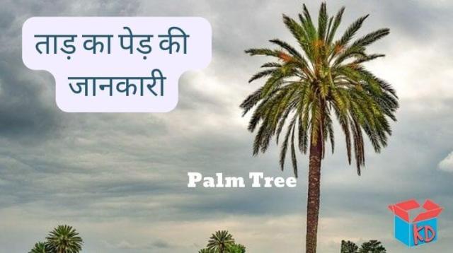 Information About Palm Tree In Hindi (Taad Ka Ped)