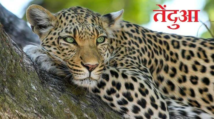 leopard animal essay in hindi