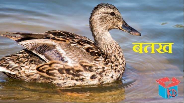 information-about-duck-in-hindi-knowledge-dabba