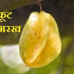 क व पक ष क र चक ज नक र Information About Kiwi Bird In Hindi Knowledge Dabba