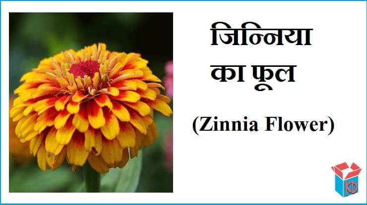 lily-flower-in-hindi-2023